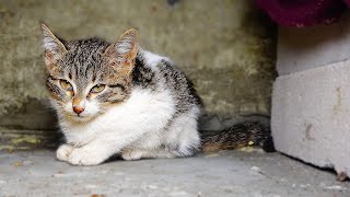 Annesiz Yetim Yavru Kedi Tekrar Araba Motorunda Yaşamak İstemiyor - 2. Bölüm Yavru Kediler