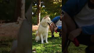 akita dogs 101| akita dog breed | dog lover