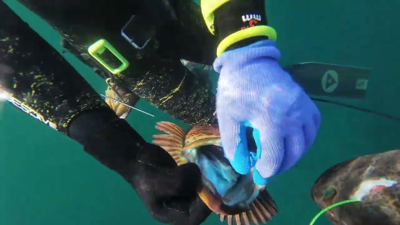 EPIC VIZIBILITY | Spearfishing Monterey 2025 Winter edition 