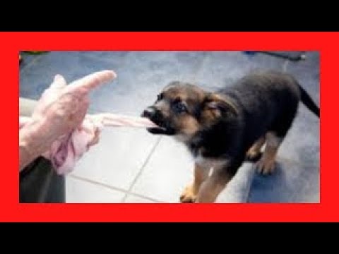 Video: Kada štenci ne bi trebali jesti od svoje majke?