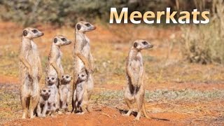 Meerkats The Sociable Sentinels Of The Kalahari