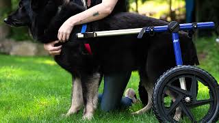 How to Adjust the Walkin' Wheels Dog Wheelchair