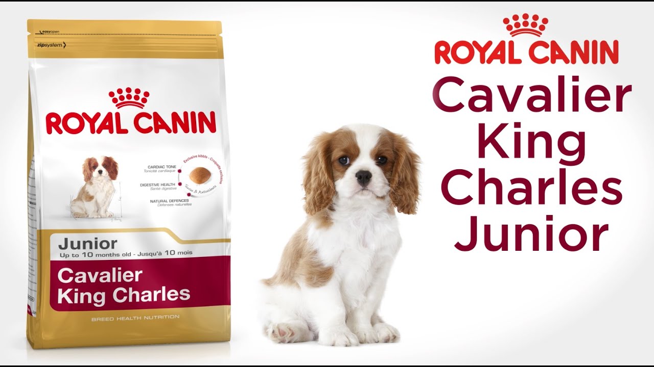 royal canin puppy cavalier