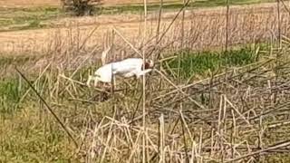 Upland hunt on Westmoreland Game Farm