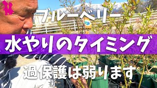 【※お願いあり】ブルーベリープロ農家の水やり管理はこうやる！