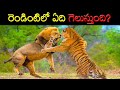 Lion VS Tiger Fight and Science of Power | Think Deep