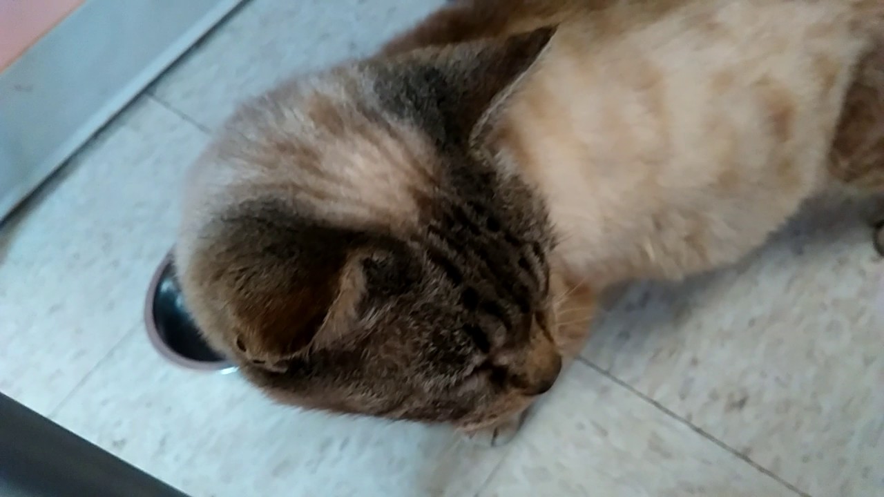 Minou For Adoption Sheets Pet Clinic YouTube