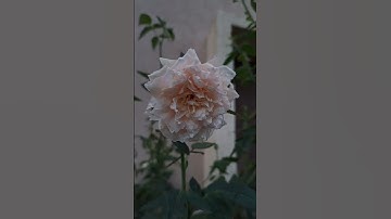 Thumbnail of Beauty of life #cover #music #coversong #anime #piano #song  #latenight #slowed #suzumenotojimari