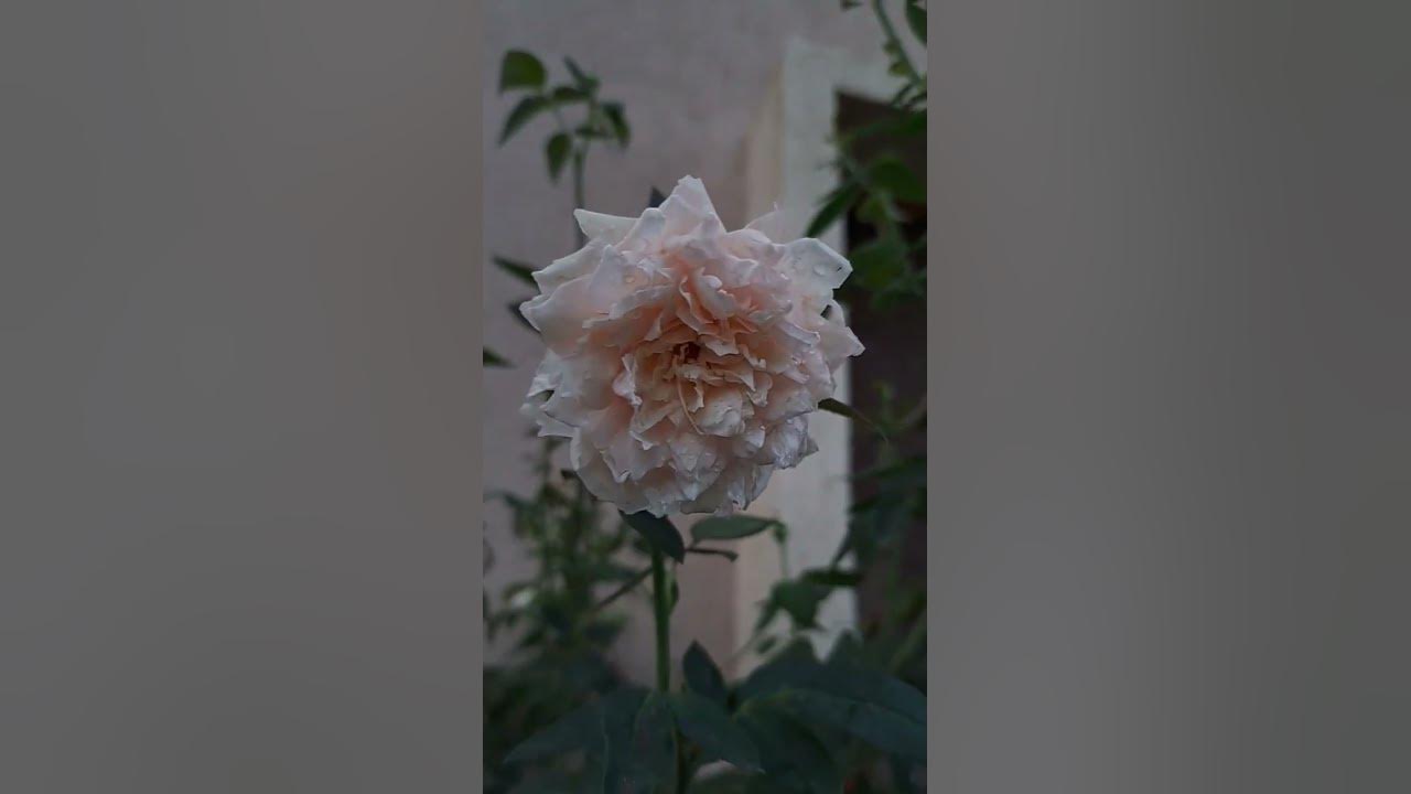 Beauty of life #cover #music #coversong #anime #piano #song  #latenight #slowed #suzumenotojimari