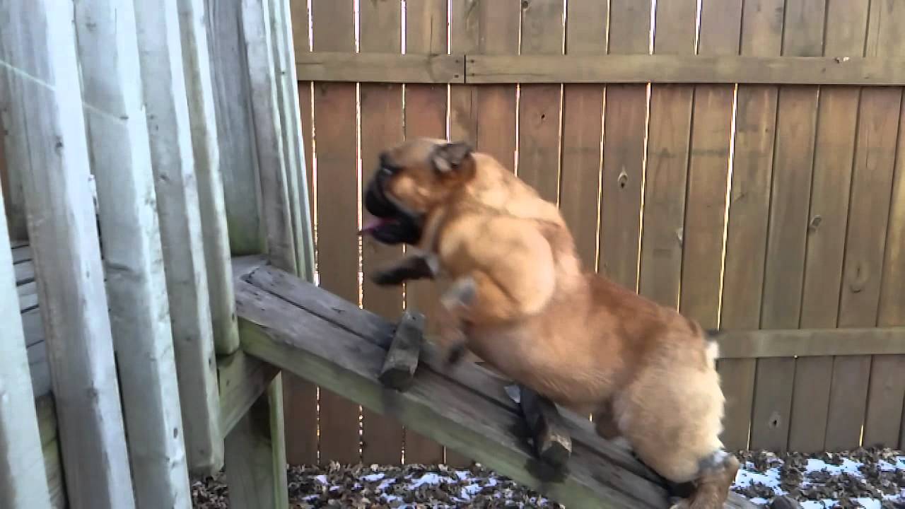 blue river shorty bulls