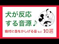 【音源】犬が反応する音♪犬が首を傾げる音♪犬が喜ぶ音♪モスキート音♪犬の鳴き声♪など10選　音量注意