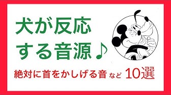 犬が首を傾げる音 Youtube