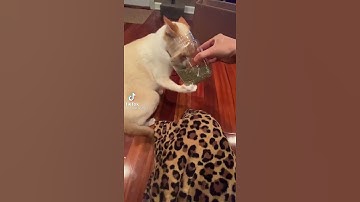 Catnip 🐈😂🤣🤣 #catnip #crazykittens #kittylove #catvideos #short #catgrass