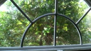 Famous Cardinal hitting window Profile