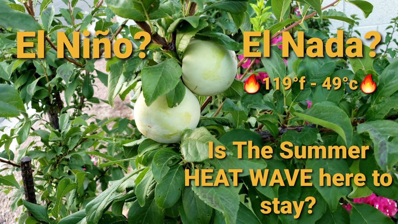Surviving the Scorch: How Neglected Fruit Trees Thrive in the Arizona Desert Heat