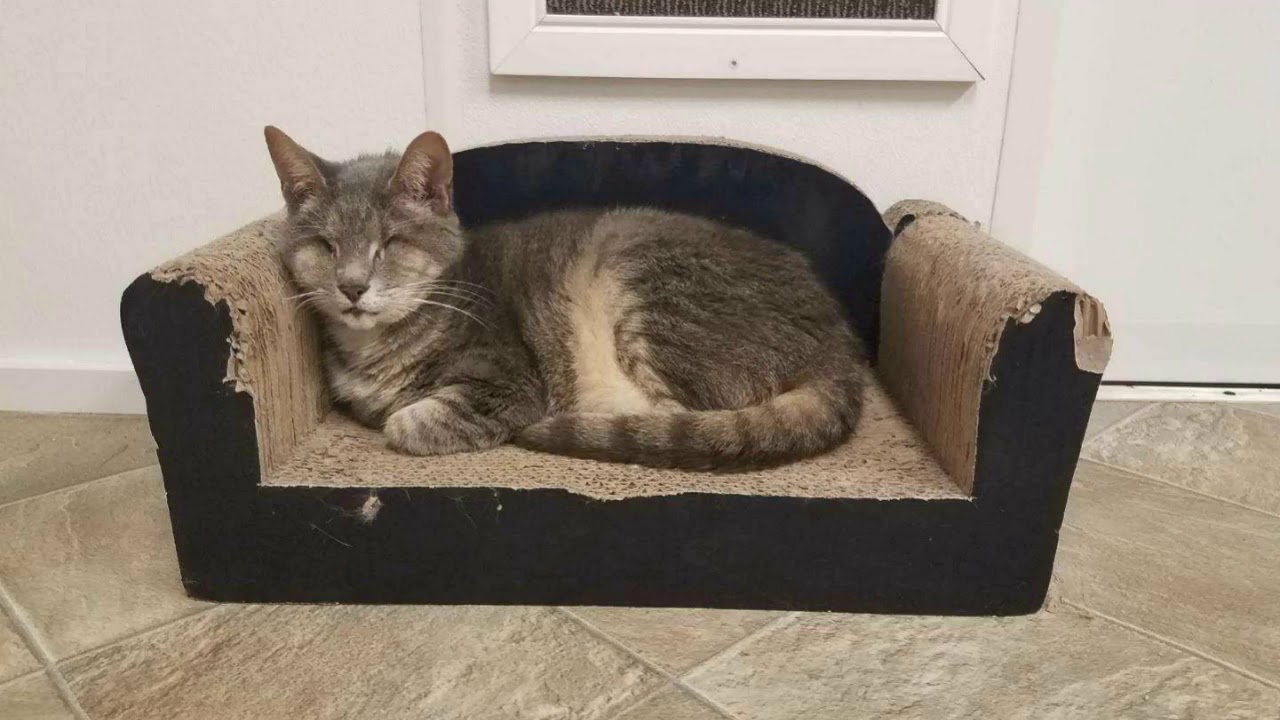 special needs animals for adoption near me Couch Potato Kitties