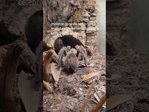 tarantula happy dance :3