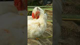 Wild Fowl, This Chicken Must Take Shelter Due To The Hot Sun In The Dry Season