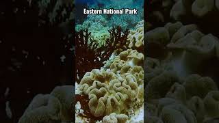 Snorkeling at Coral Marine Life Eastern National Park Dominican Republic #shorts #snorkeling