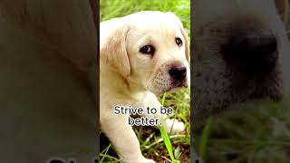 Life Advice from Labrador Puppies (Part #2)