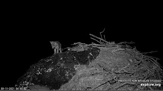 The episode with the island fox (little owl or bat) in the eagle&#39;s nest/Лиса и еще кто то?