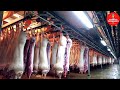 INCREDIBLE HIGH-TECH PIG SLAUGHTERHOUSE-AMAZING MODERN TECHNOLOGY PORK FACTORY PROCESSING-PIG FARM