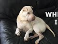 DOGS AND  CAT  VIDEO STORMS