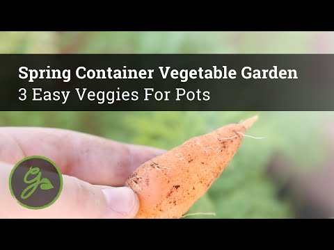 Vidéo: Porta Growing With Vegetables - Veggie Plants For Container Gardening