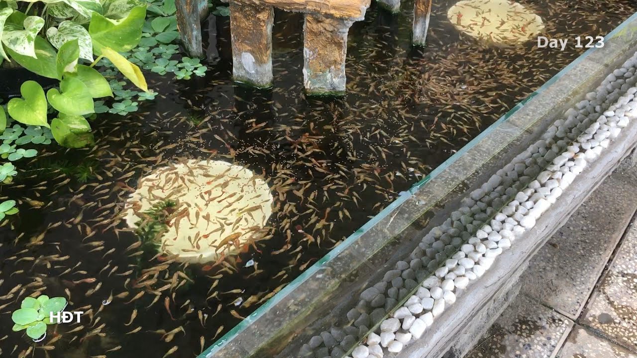 Аквариум (желтые гуппи) Через 4 месяца