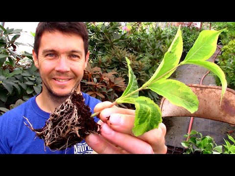 Rooting Tips And Tricks | Propagating Softwood Cuttings Of Weigela