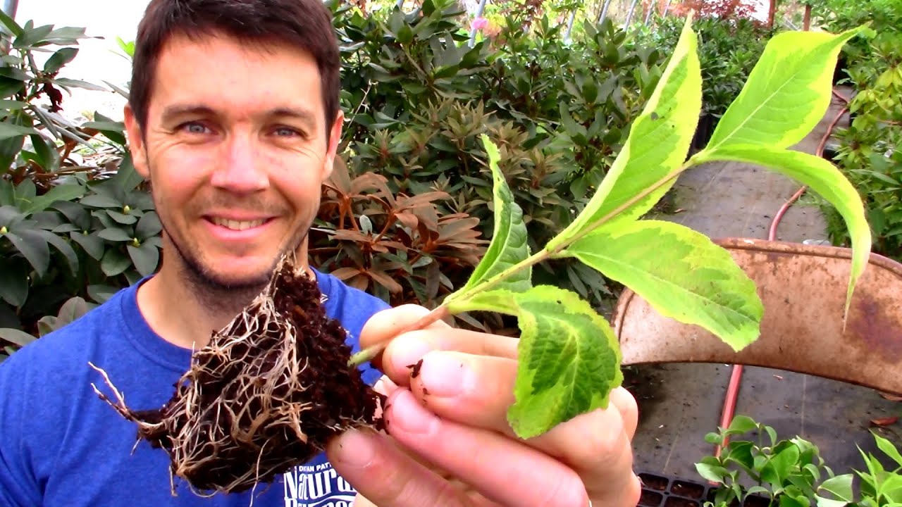 Rooting Tips and Tricks | Propagating Softwood Cuttings of Weigela