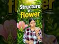 Structure of a flower 🌺