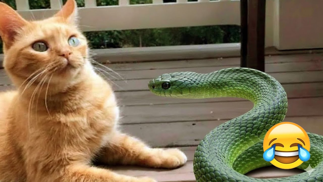 You Laugh You Lose 😹 Funniest Cats and Dogs 2026 💛 #FunnyCats #FunnyDogs #You Laugh You Lose