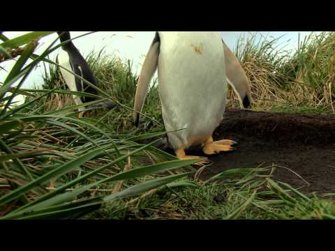 Penguin sounds from close up
