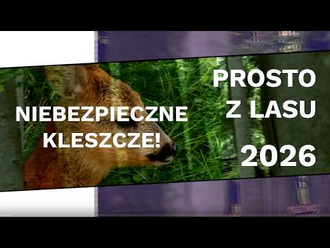 Straight from the forest - Dangerous ticks! [2026]