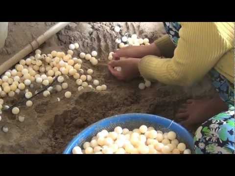 Thumbnail for LẤY TRỨNG BABA ĐÀI NHẬT.mp4