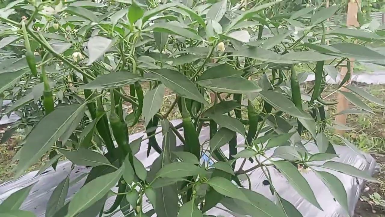 Paano Mag Lagay ng Balag sa Sili?