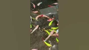 Theo bạn nuôi betta thì nên cho ăn gì? Đây là cách của tôi. Còn bạn? #shorts #betta #bettacoffy