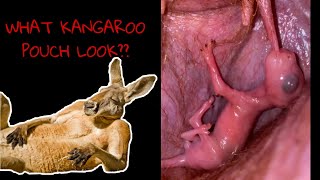 KANGAROOS POUCH CHECK