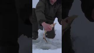 Хапнул стерлядь на Оке рыбалка