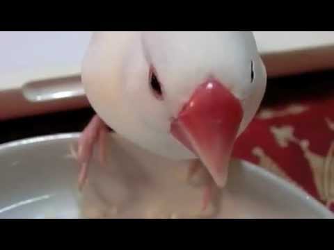 文鳥動画 Java sparrow お米に夢中な白文鳥ふーちゃん