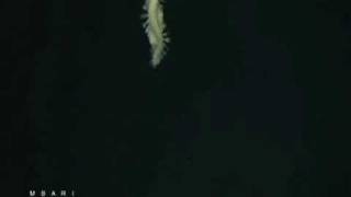 Deep-Sea Worms Fire Glowing Bombs