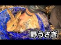 野生のウサギを拾ってしまった thumbnail