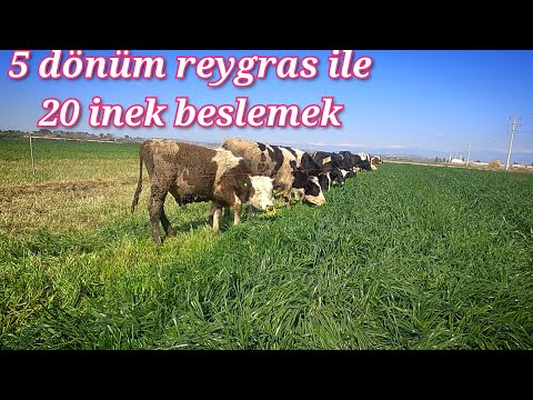 5 dönüm reygras ile 20 ineği neredeyse bedava besliyor. süt ve besi hayvancılığının en ucuz yolu