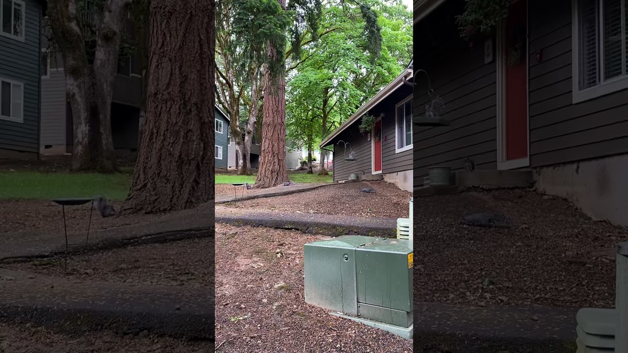 Squirrels in Oregon! Front yard squirrel feeder - YouTube