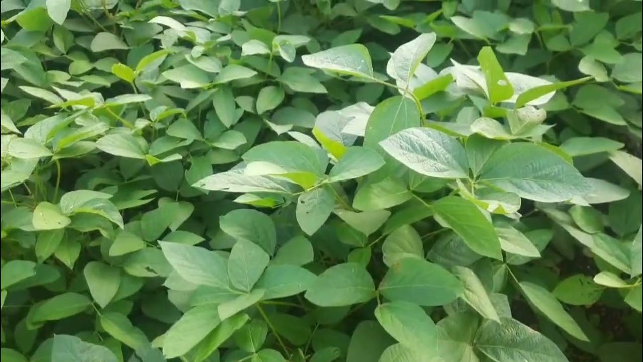 🌱 "Cloud Vibration in Soyabean Field | सहजयोग 