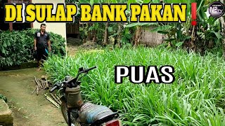 Goat Farming and Fodder Bank: Utilizing Small Spaces in Front of the House, How Beautiful!