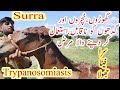Trypnosomiasis Surra In Horses Mules Donkeys Successful Treatment گھوڑے گدھے اور خچر میں پھیٹا
