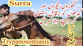 Trypnosomiasis Surra In Horses,Mules, Donkeys Successful Treatment گھوڑے گدھے اور خچر میں پھیٹا