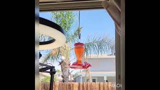 I'm a mommy of a hummingbird.